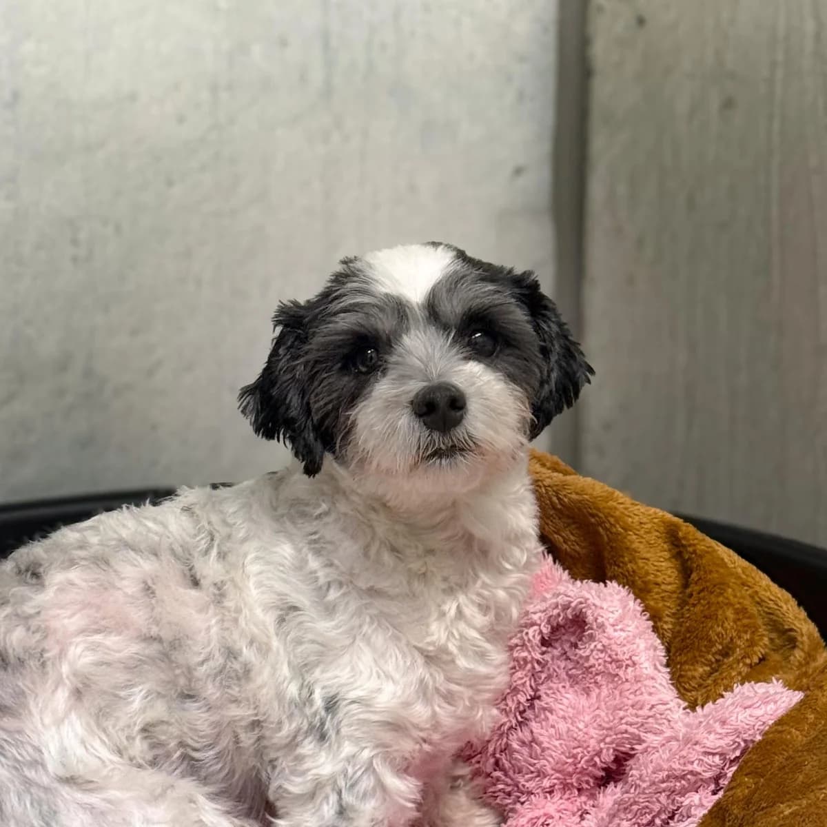 Senna, female 3yo Mixed Breed for adoption at Dierentehuis Arnhem