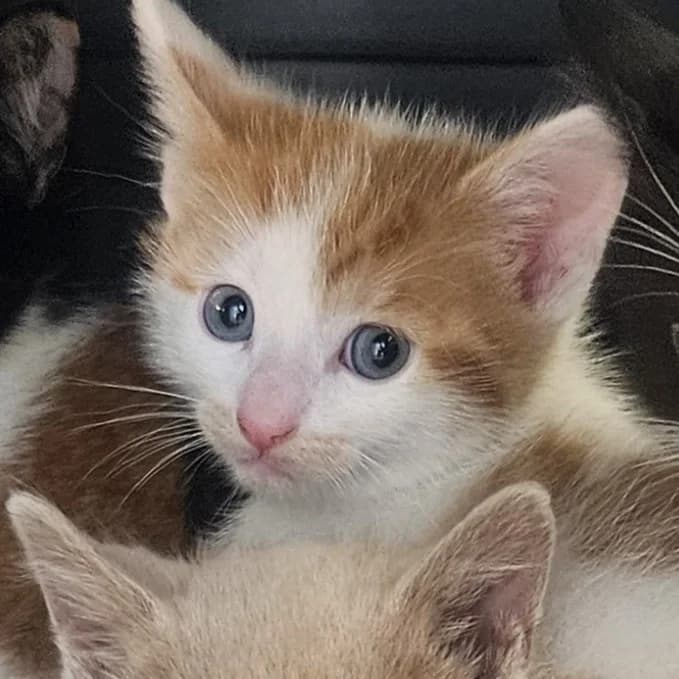 Sjaak, male puppy European Shorthair for adoption at Dierentehuis Arnhem