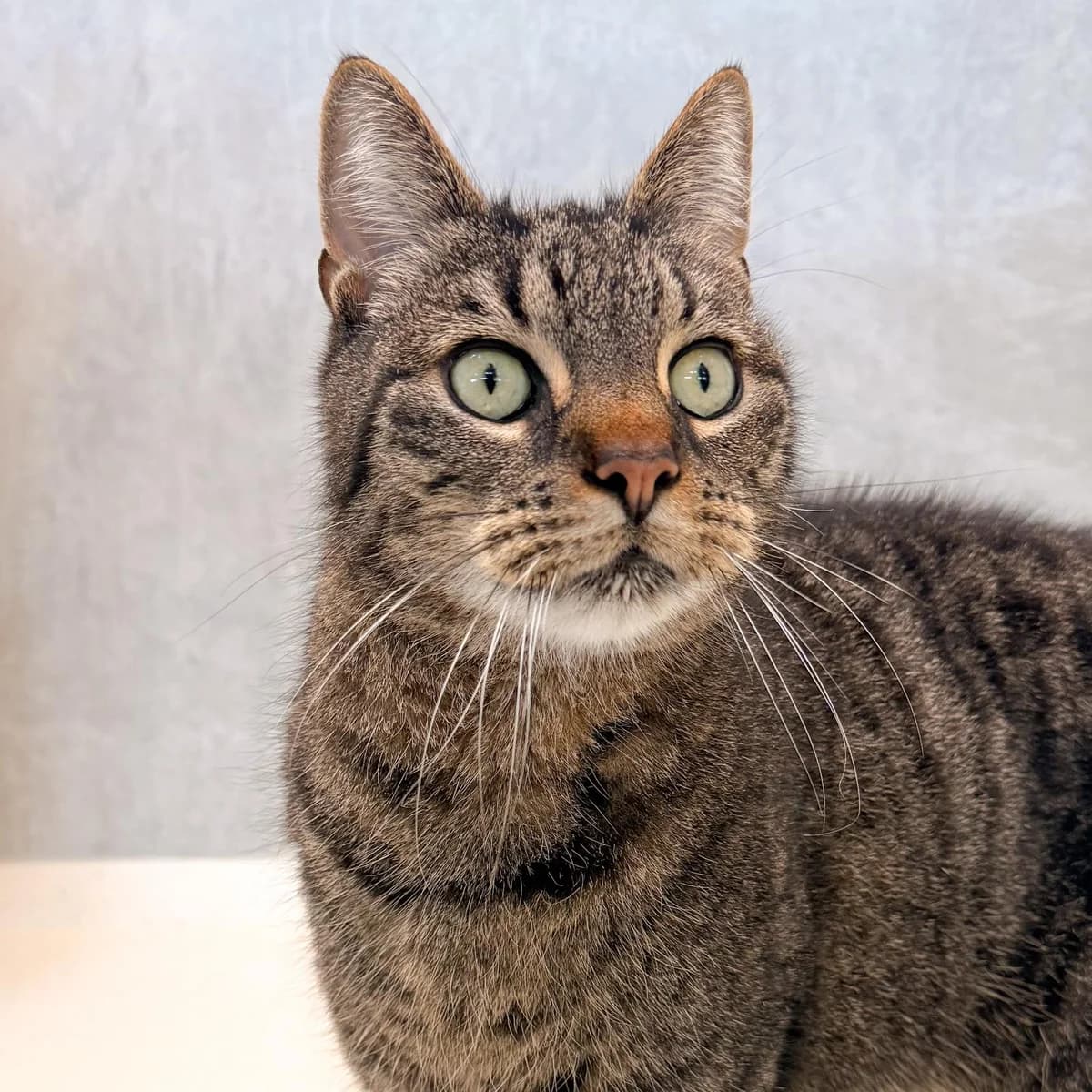 Sjaakie, male senior Mixed Breed for adoption at Dierentehuis Arnhem