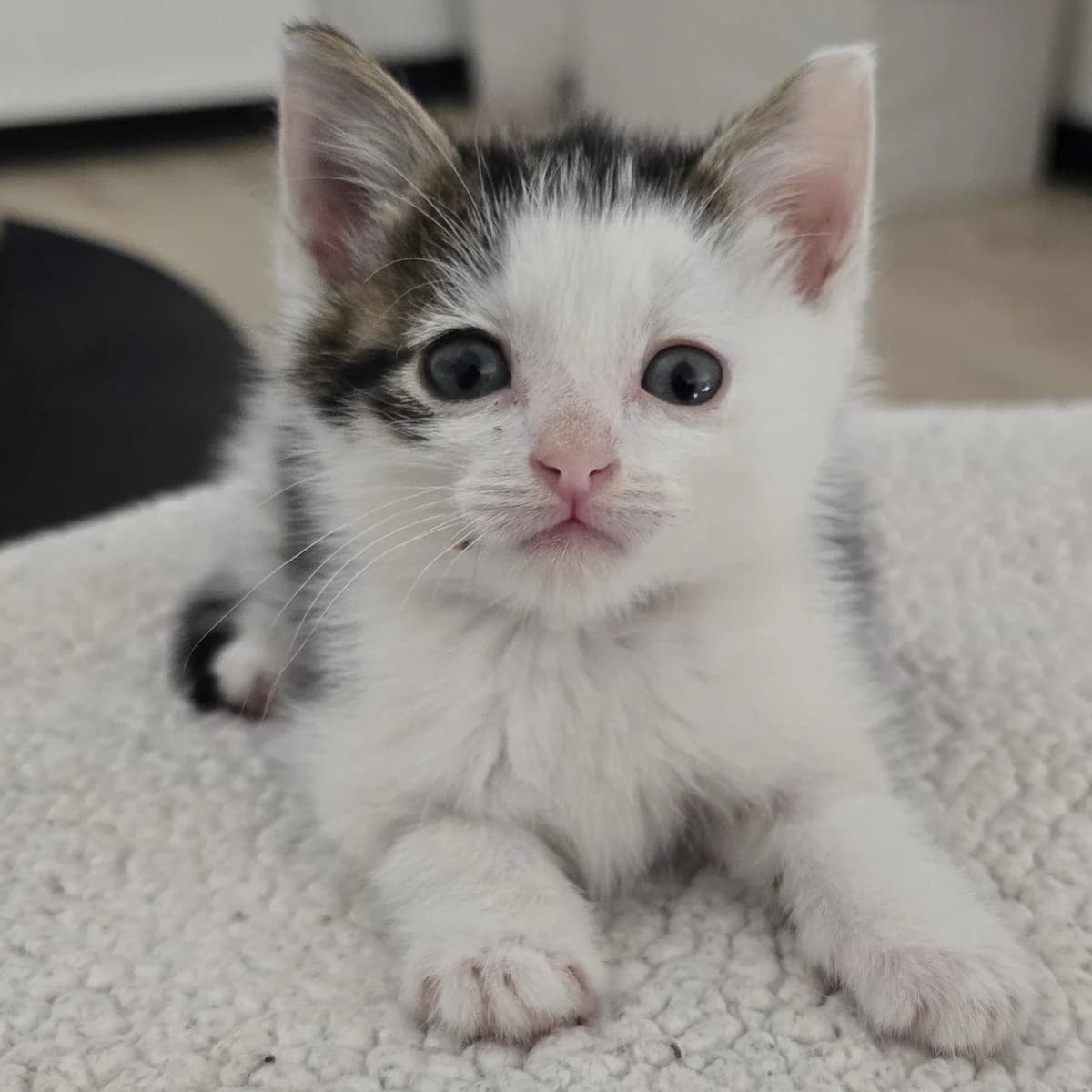Sjimmie, male puppy European Shorthair for adoption at Dierentehuis Arnhem