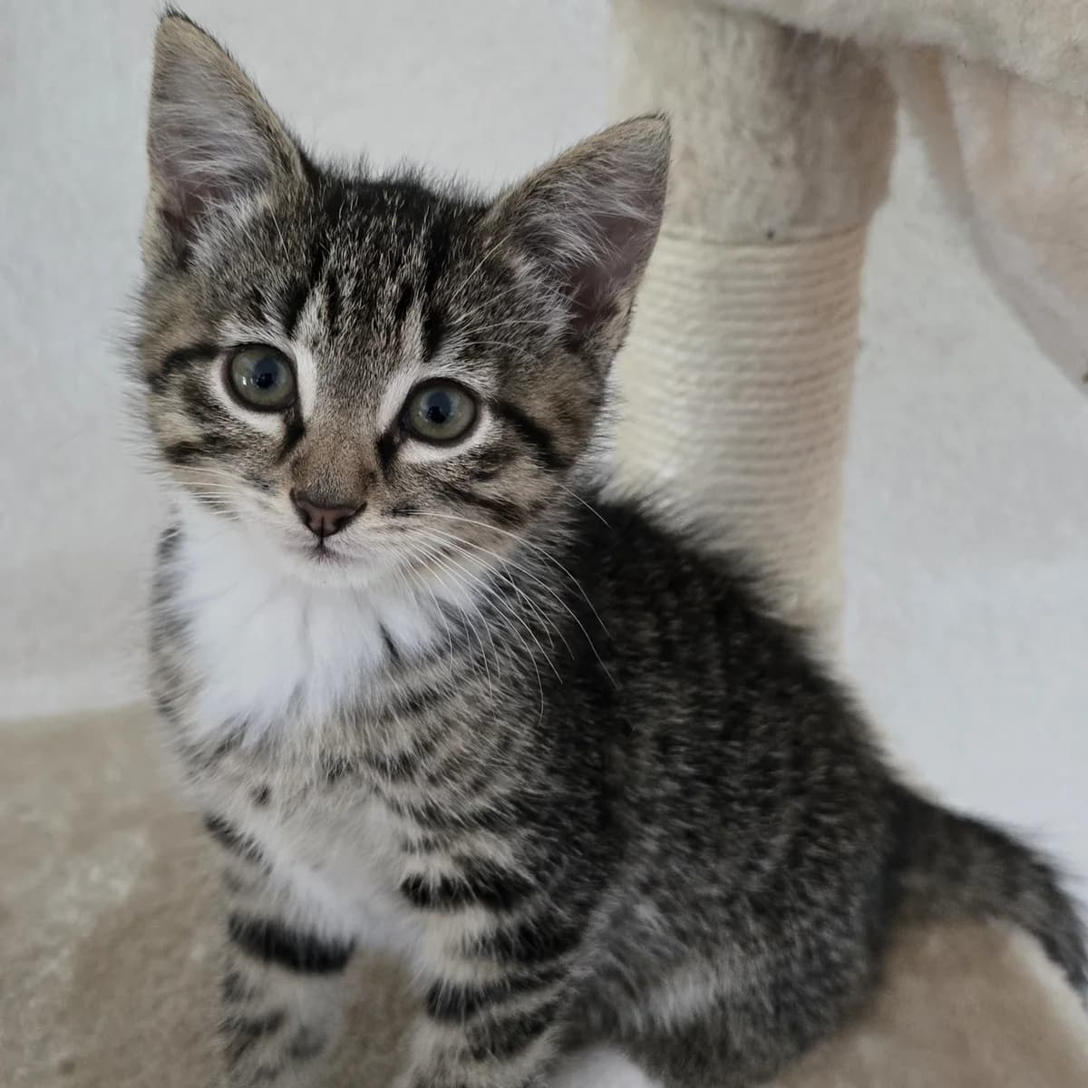 Sjors, male puppy European Shorthair for adoption at Dierentehuis Arnhem
