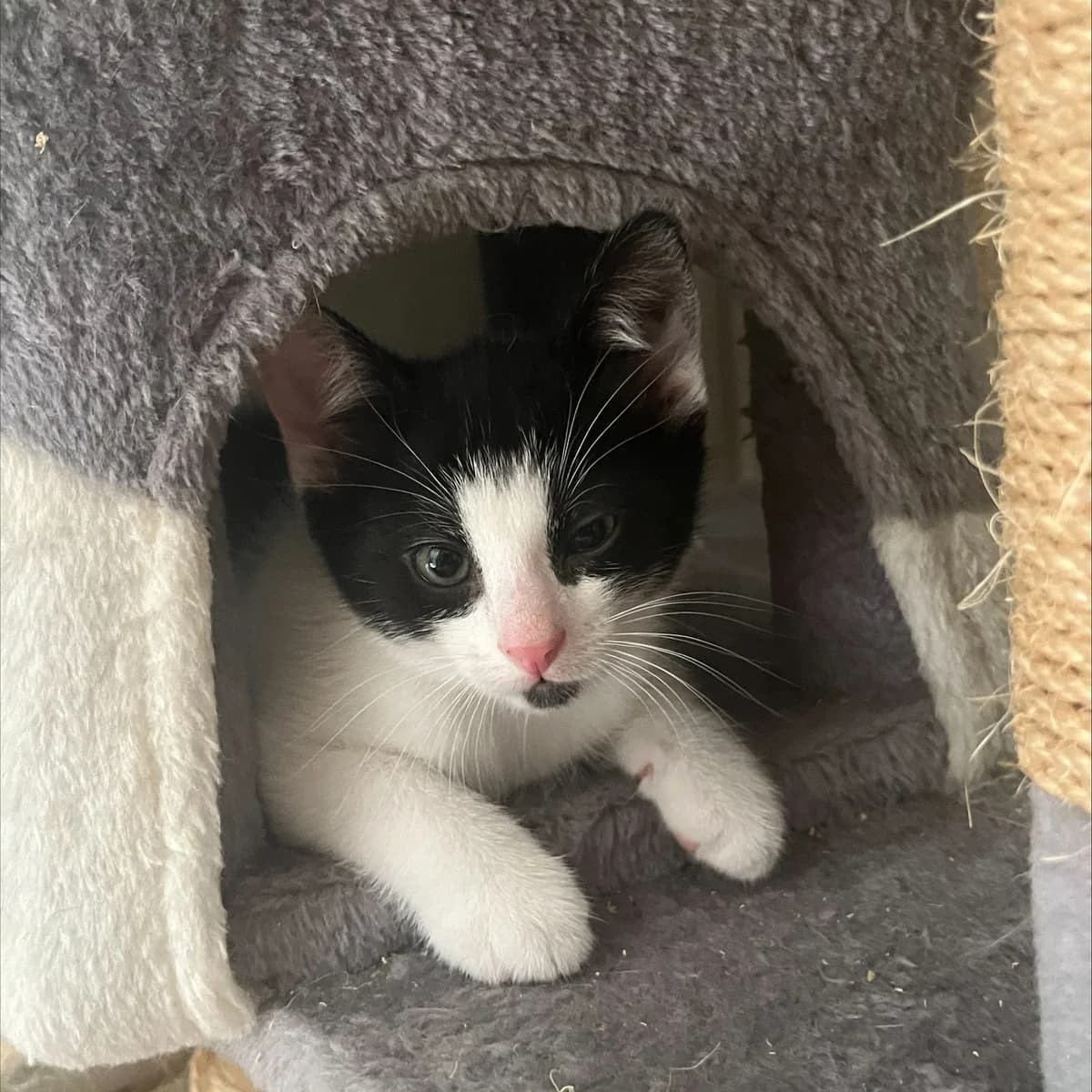 Snoopy & Sammy, male puppy European Shorthair for adoption at Dierentehuis Arnhem