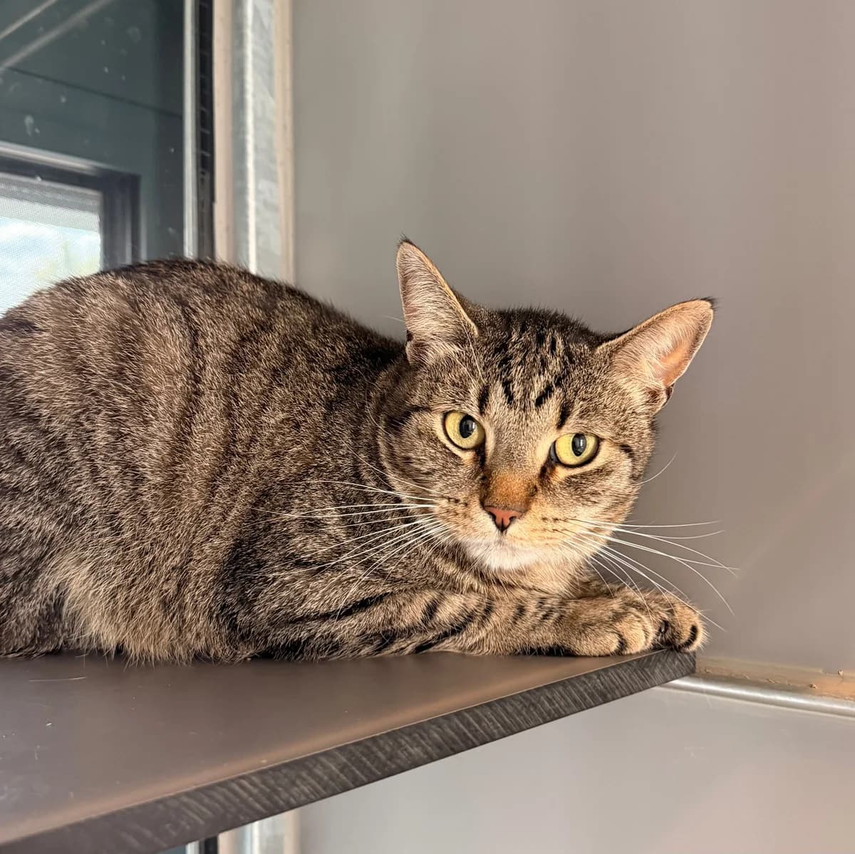 Sonic & Pikachu, rood male 4yo European Shorthair for adoption at Dierentehuis Arnhem