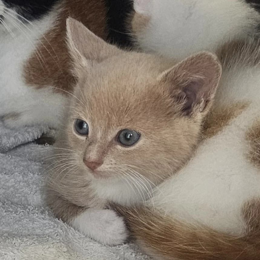 Susan, female puppy European Shorthair for adoption at Dierentehuis Arnhem