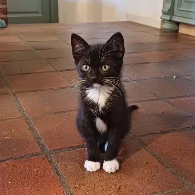 Sushi, female puppy European Shorthair for adoption at Dierentehuis Arnhem