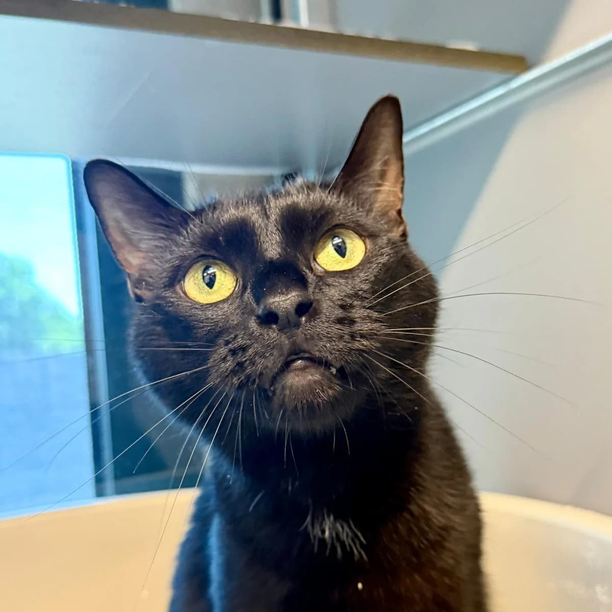 Taco, male 3yo European Shorthair for adoption at Dierentehuis Arnhem