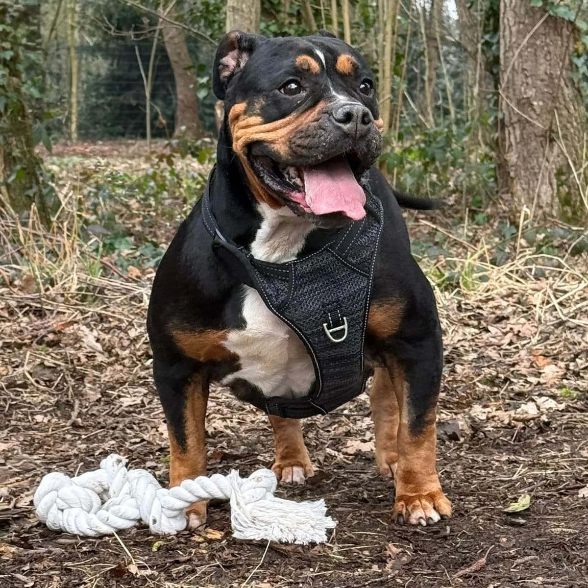 Taja, female 6yo Mixed Breed for adoption at Dierentehuis Arnhem