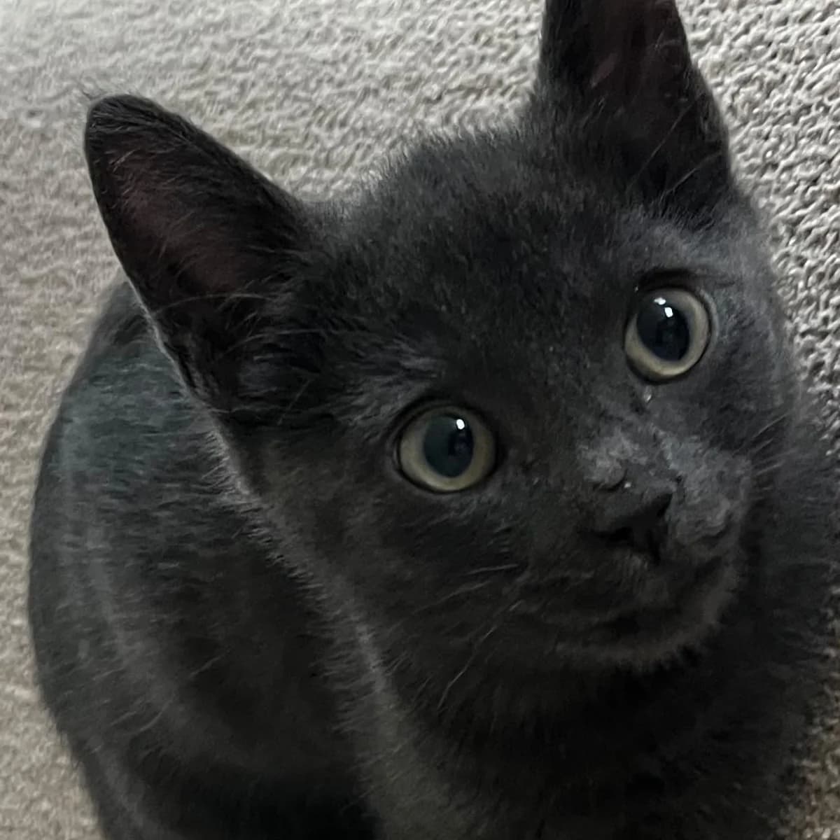 Ted, male puppy European Shorthair for adoption at Dierentehuis Arnhem