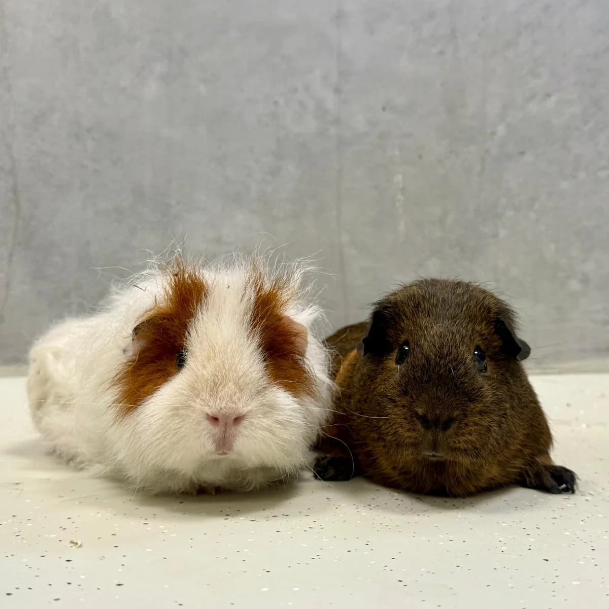 Tobi & Novi, wit mixed breed for adoption at Dierentehuis Arnhem