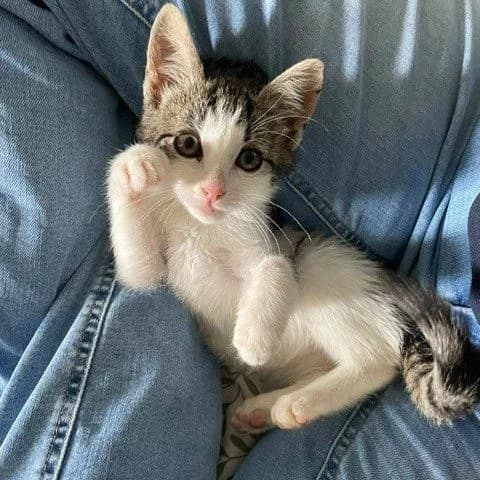 Trudie, female puppy European Shorthair for adoption at Dierentehuis Arnhem