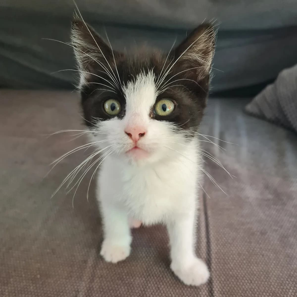 Tuk, female puppy European Shorthair for adoption at Dierentehuis Arnhem