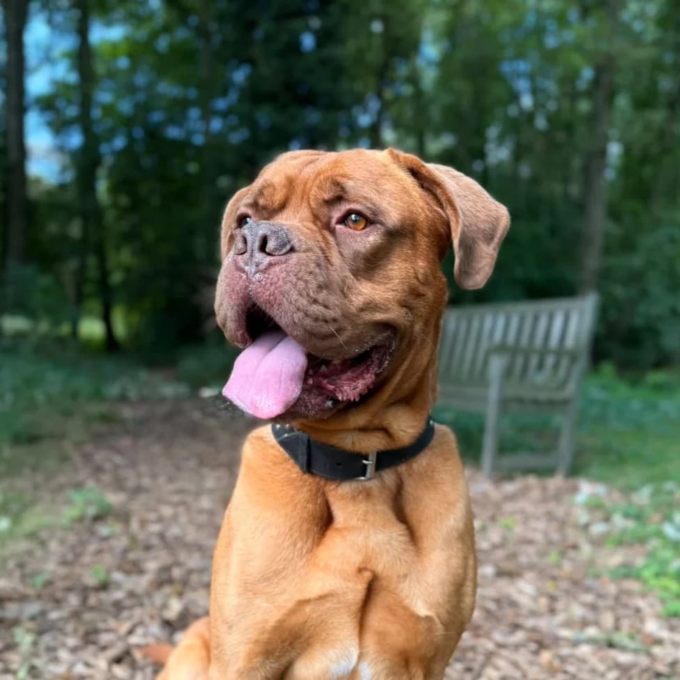Willem, male 3yo mixed breed for adoption at Dierentehuis Arnhem