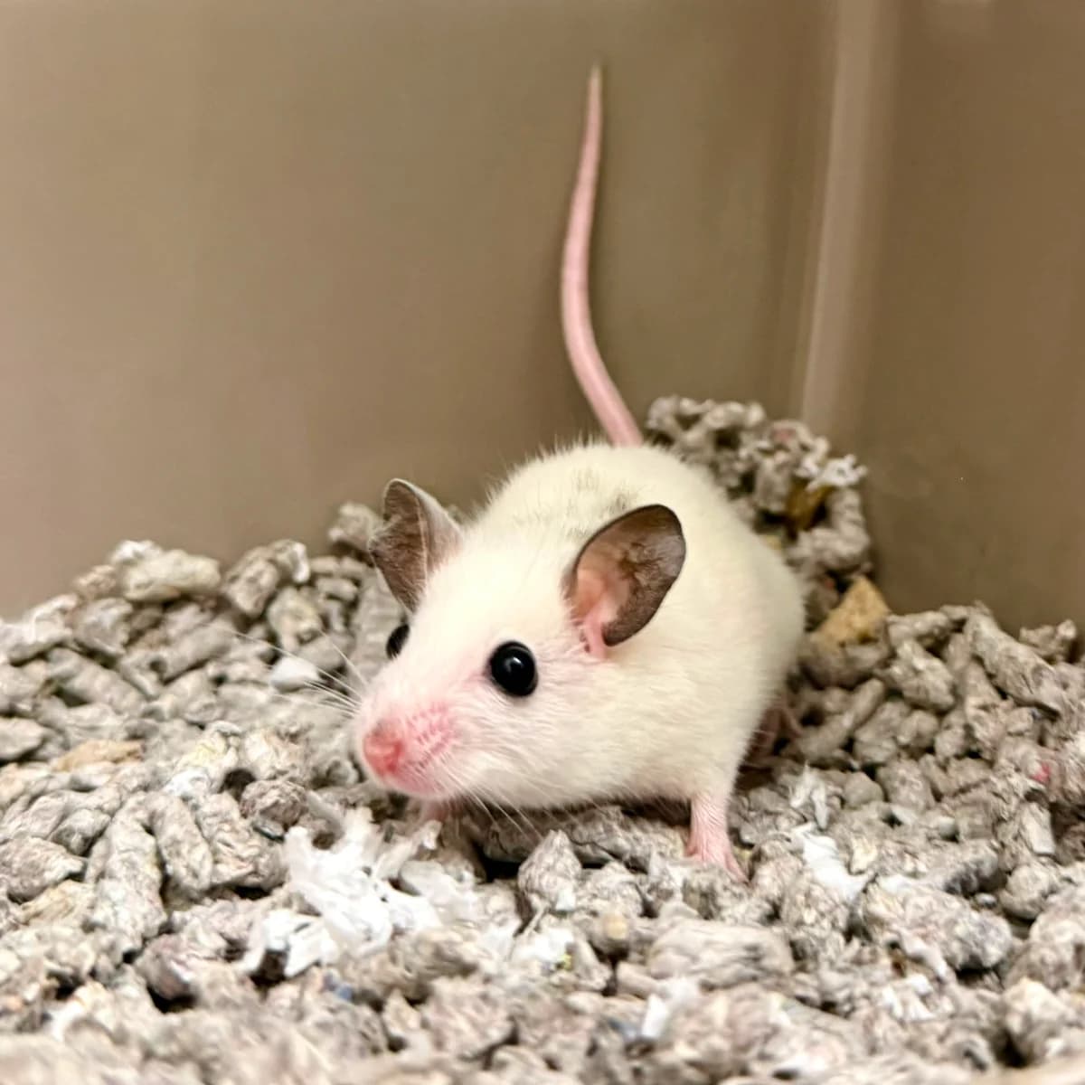 Yoshi, mixed breed for adoption at Dierentehuis Arnhem