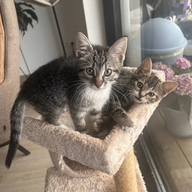 Yuki & Sabi, female puppy European Shorthair for adoption at Dierentehuis Arnhem