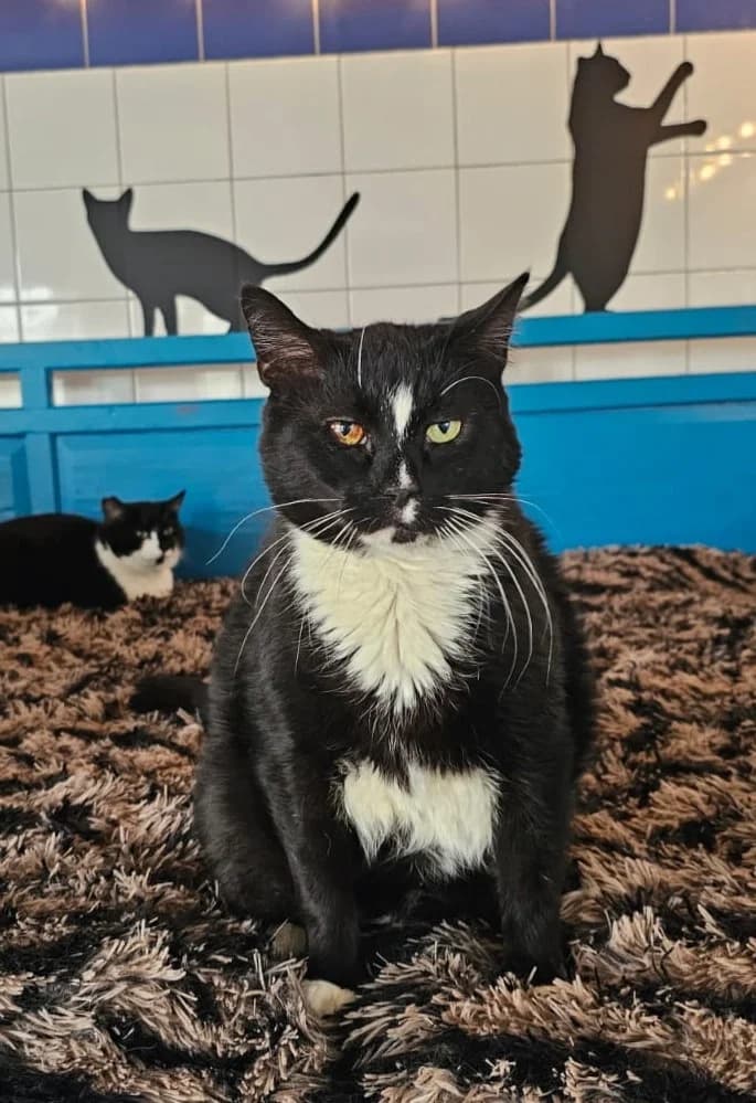 Mr Big, senior Mixed Breed for adoption at Dierenthuis Almere, Almere