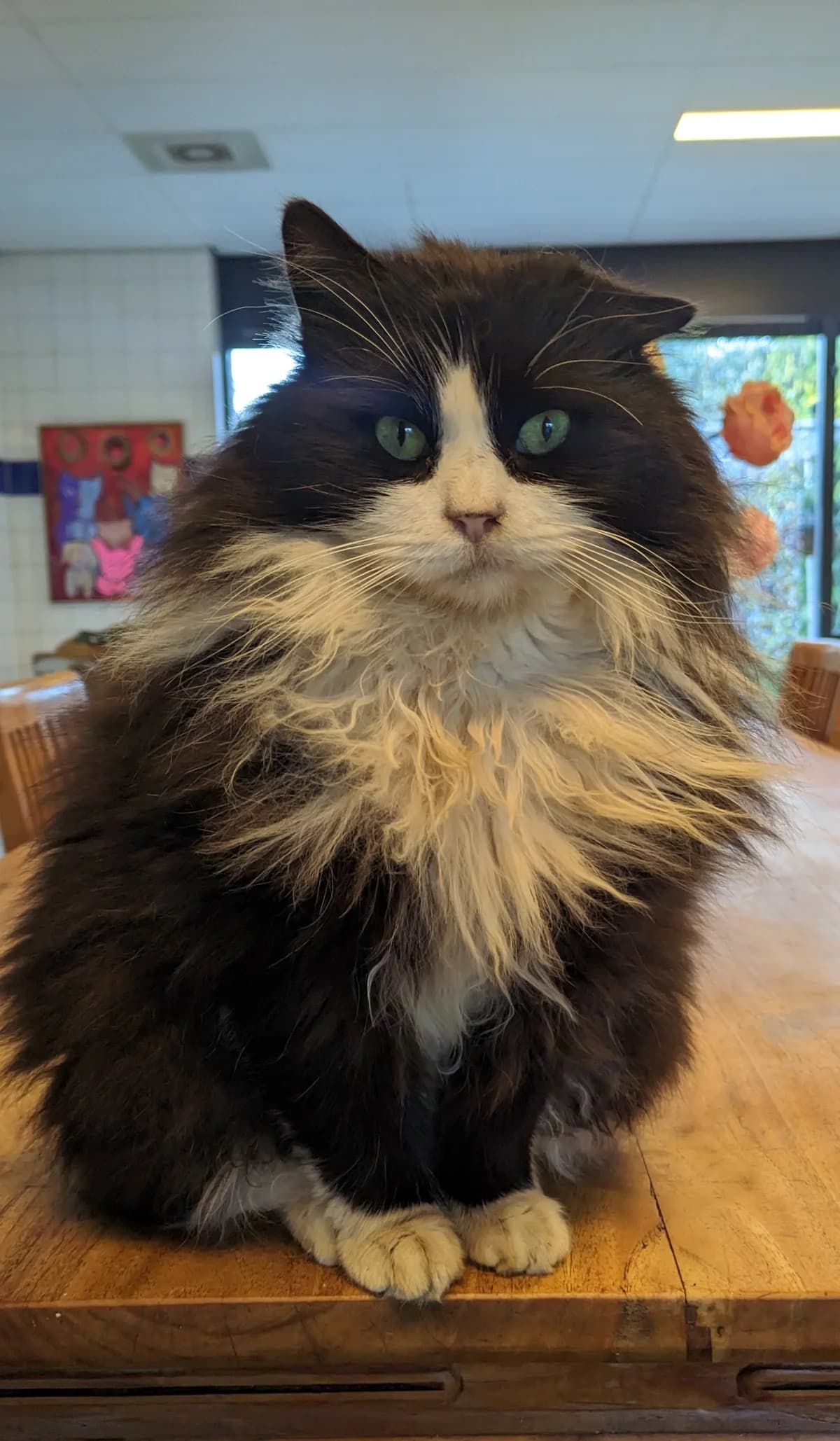Prince, 4yo Mixed Breed for adoption at Dierenthuis Almere, Almere