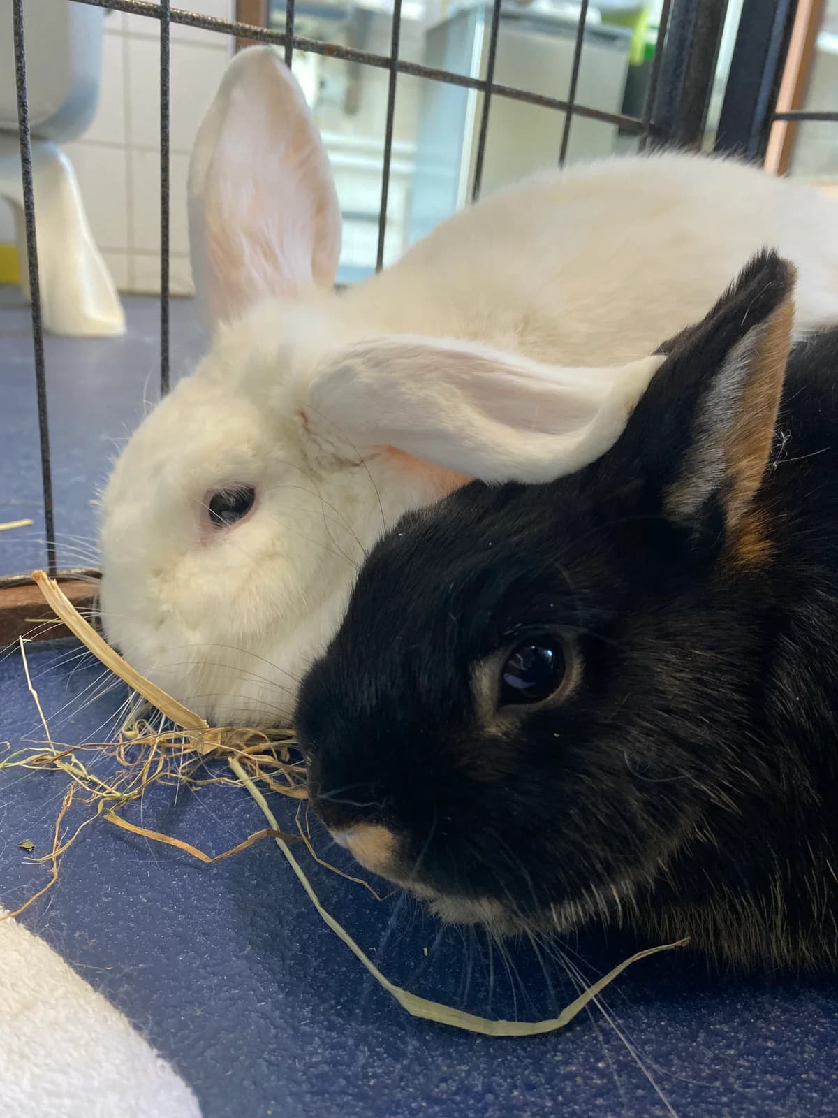 Pantoffel, Wit female mixed breed for adoption at DOA Dierenopvangcentrum Amsterdam, Amsterdam