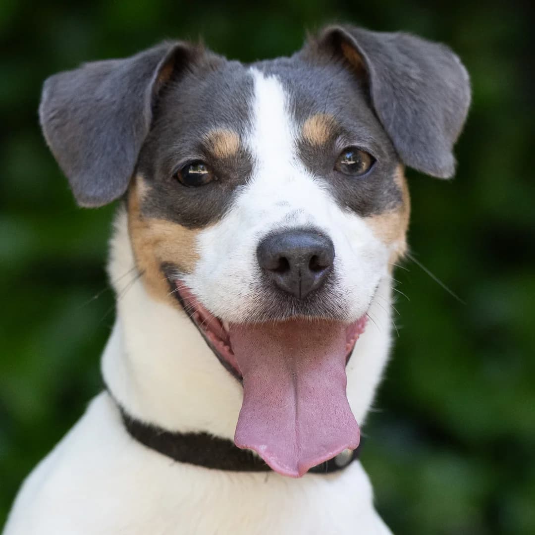 Angel, 3-kleur female young Jack Russell Terrier for adoption at DOA Dierenasiel Amsterdam, Amsterdam