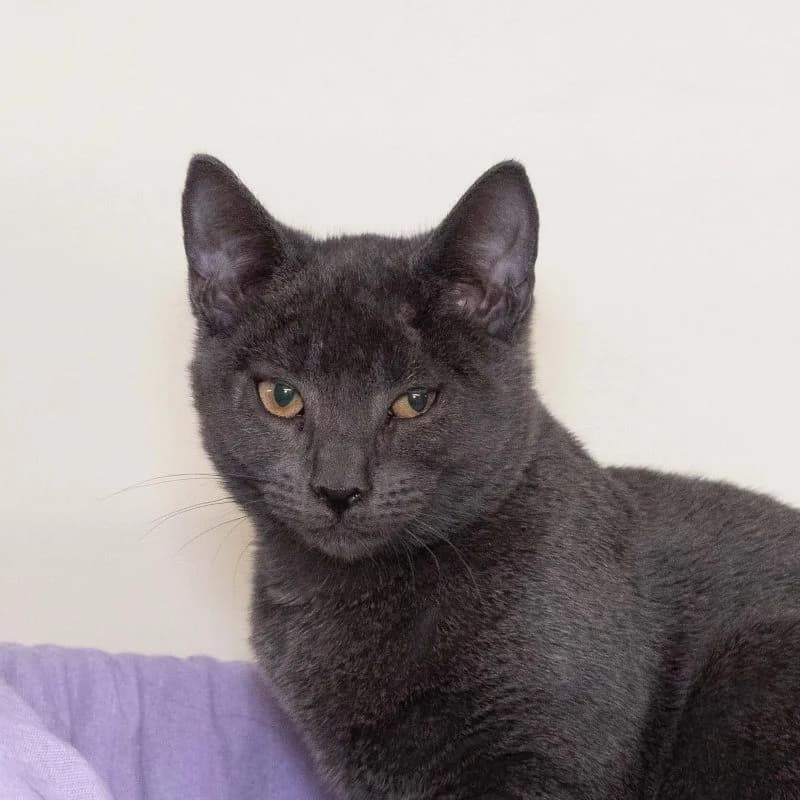 Bill, Zwart-wit female young European Shorthair for adoption at DOA Dierenasiel Amsterdam, Amsterdam