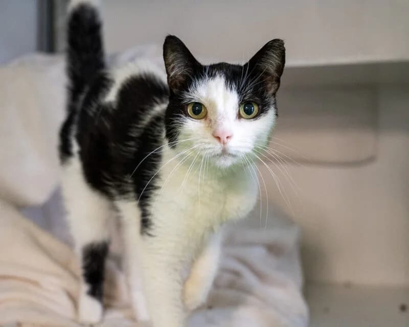 Bliksem, Zwart-wit female 6yo European Shorthair for adoption at DOA Dierenasiel Amsterdam, Amsterdam