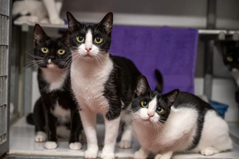 Bustopher, Zwart-wit female European Shorthair for adoption at DOA Dierenasiel Amsterdam, Amsterdam