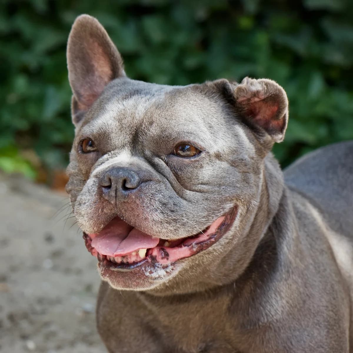 Caatje, Grijs female young English Bulldog for adoption at DOA Dierenasiel Amsterdam, Amsterdam