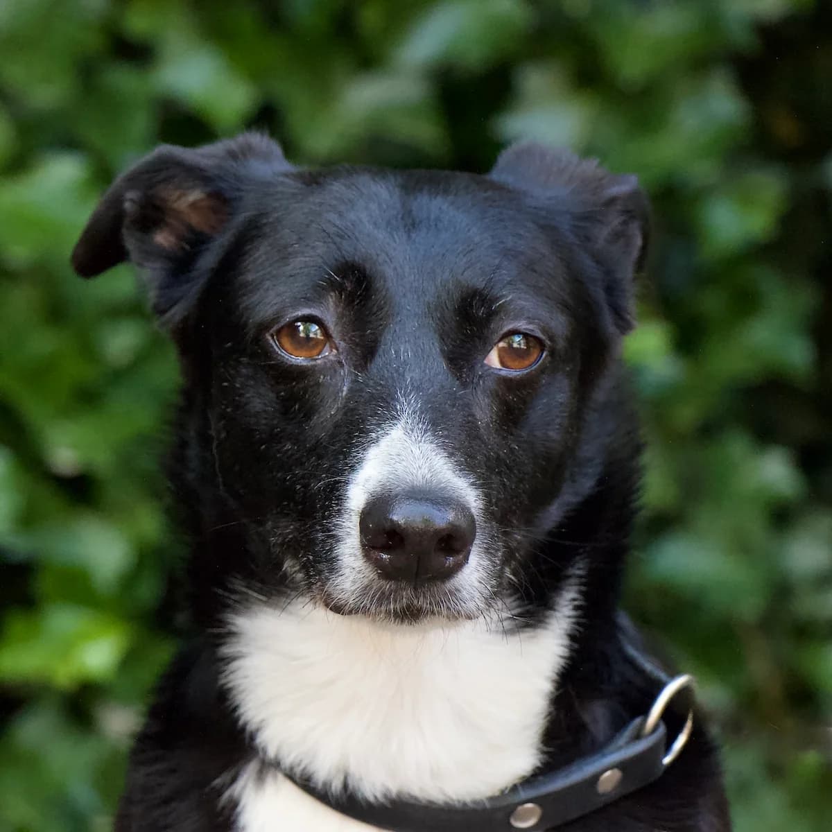 Carolina, Zwart-wit female senior Border Collie for adoption at DOA Dierenasiel Amsterdam, Amsterdam