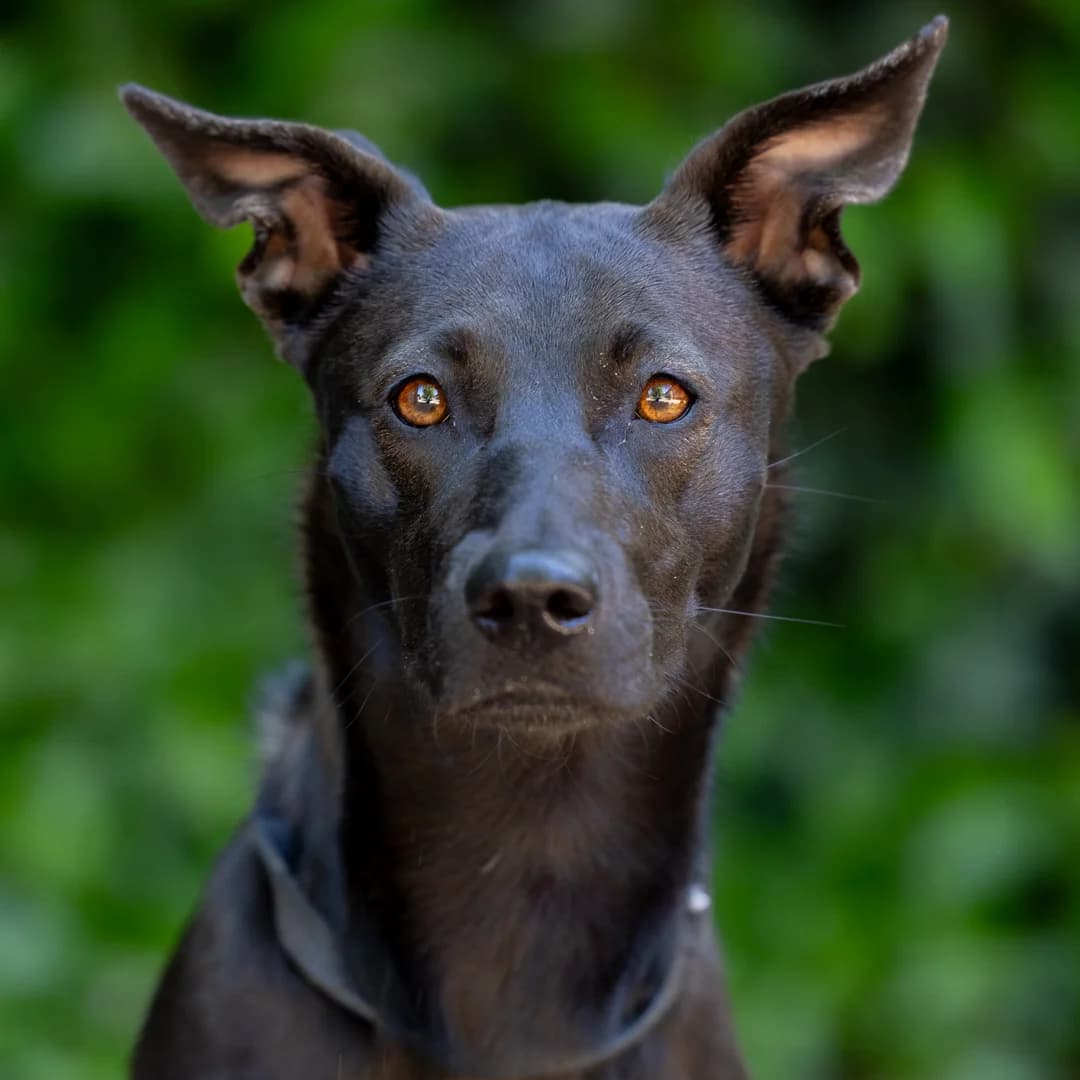 Cashero, Zwart female young mixed breed for adoption at DOA Dierenasiel Amsterdam, Amsterdam