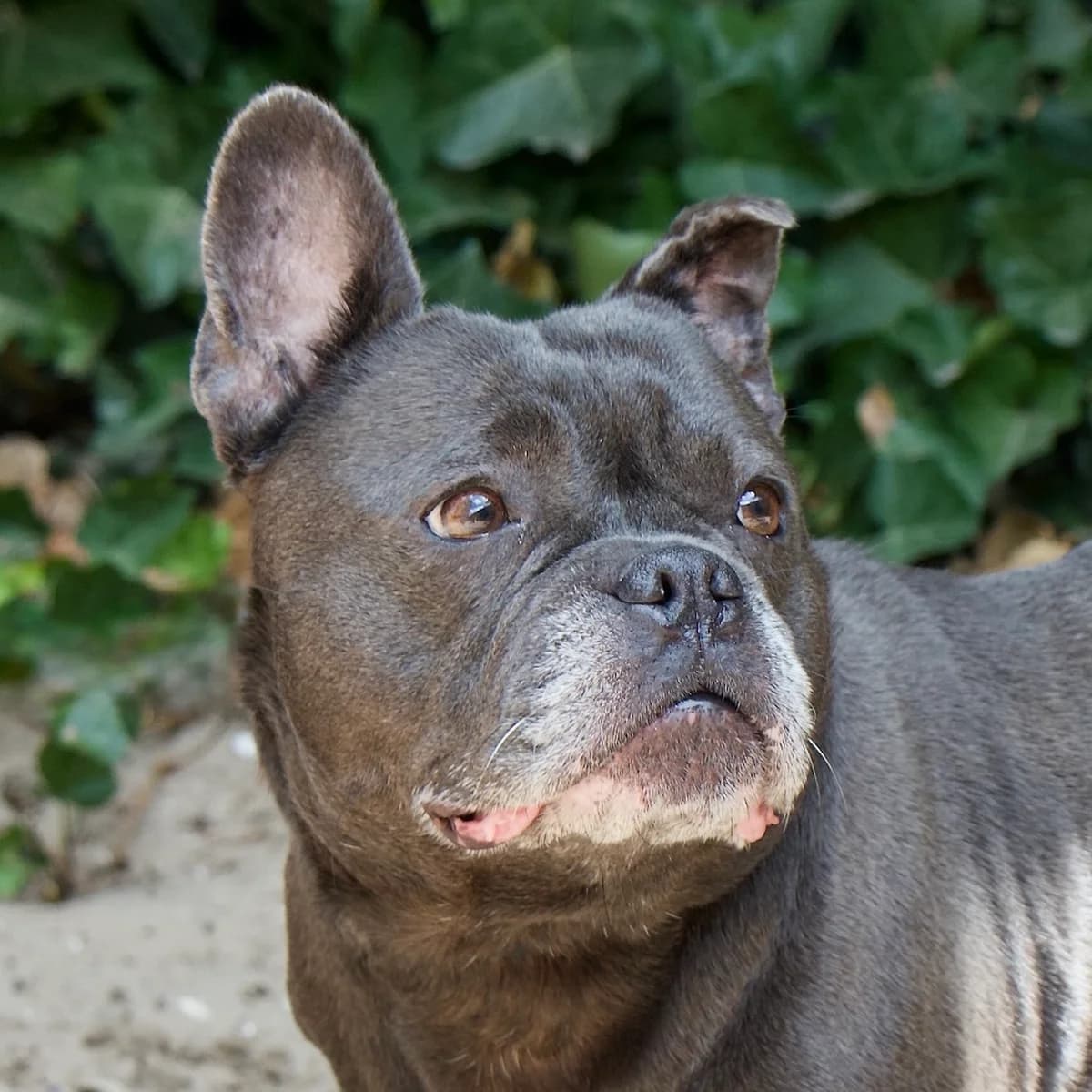 Catootje, Grijs female senior English Bulldog for adoption at DOA Dierenasiel Amsterdam, Amsterdam