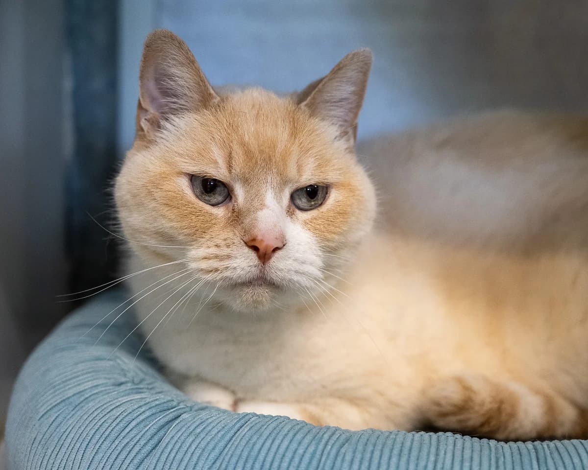 Donna, Rood-wit female senior mixed breed for adoption at DOA Dierenasiel Amsterdam, Amsterdam