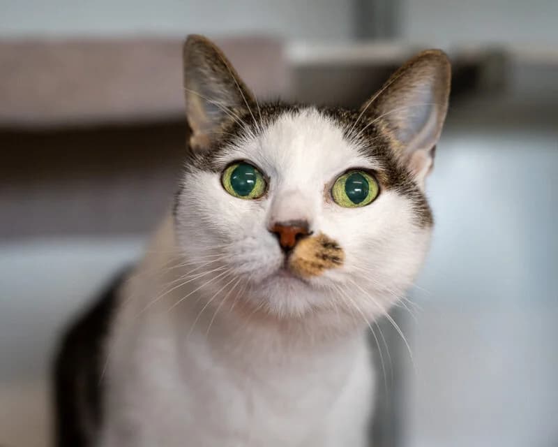 Maak kennis met Elara, Wit-cypers female European Shorthair for adoption at DOA Dierenasiel Amsterdam, Amsterdam
