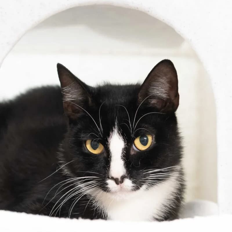 Electra, Grijs female European Shorthair for adoption at DOA Dierenasiel Amsterdam, Amsterdam