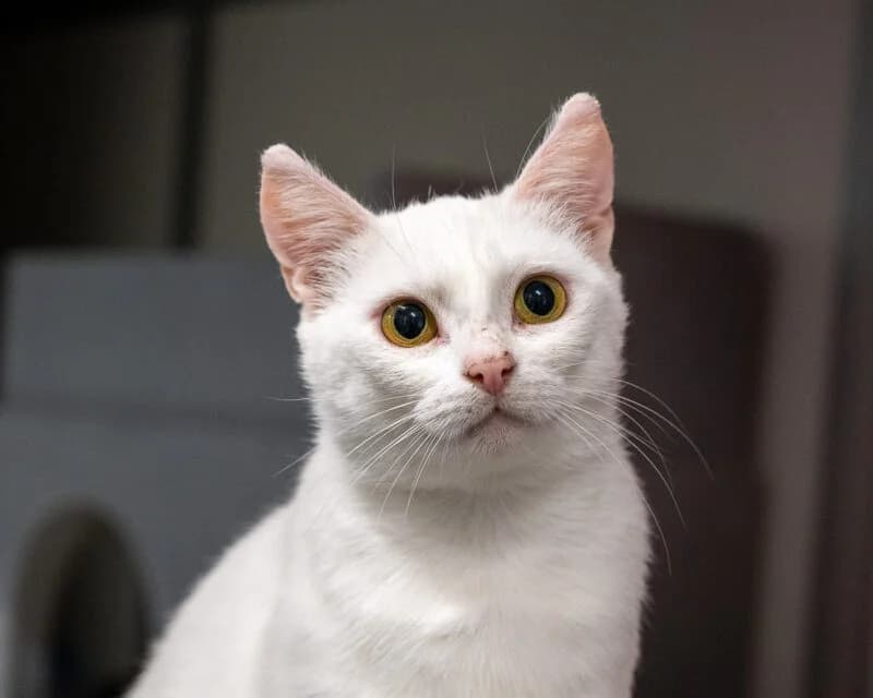 Faye Vink, Wit female young European Shorthair for adoption at DOA Dierenasiel Amsterdam, Amsterdam