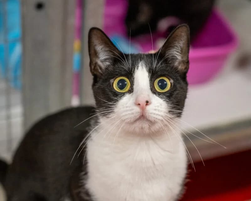 Griddlebone, Zwart-wit male European Shorthair for adoption at DOA Dierenasiel Amsterdam, Amsterdam
