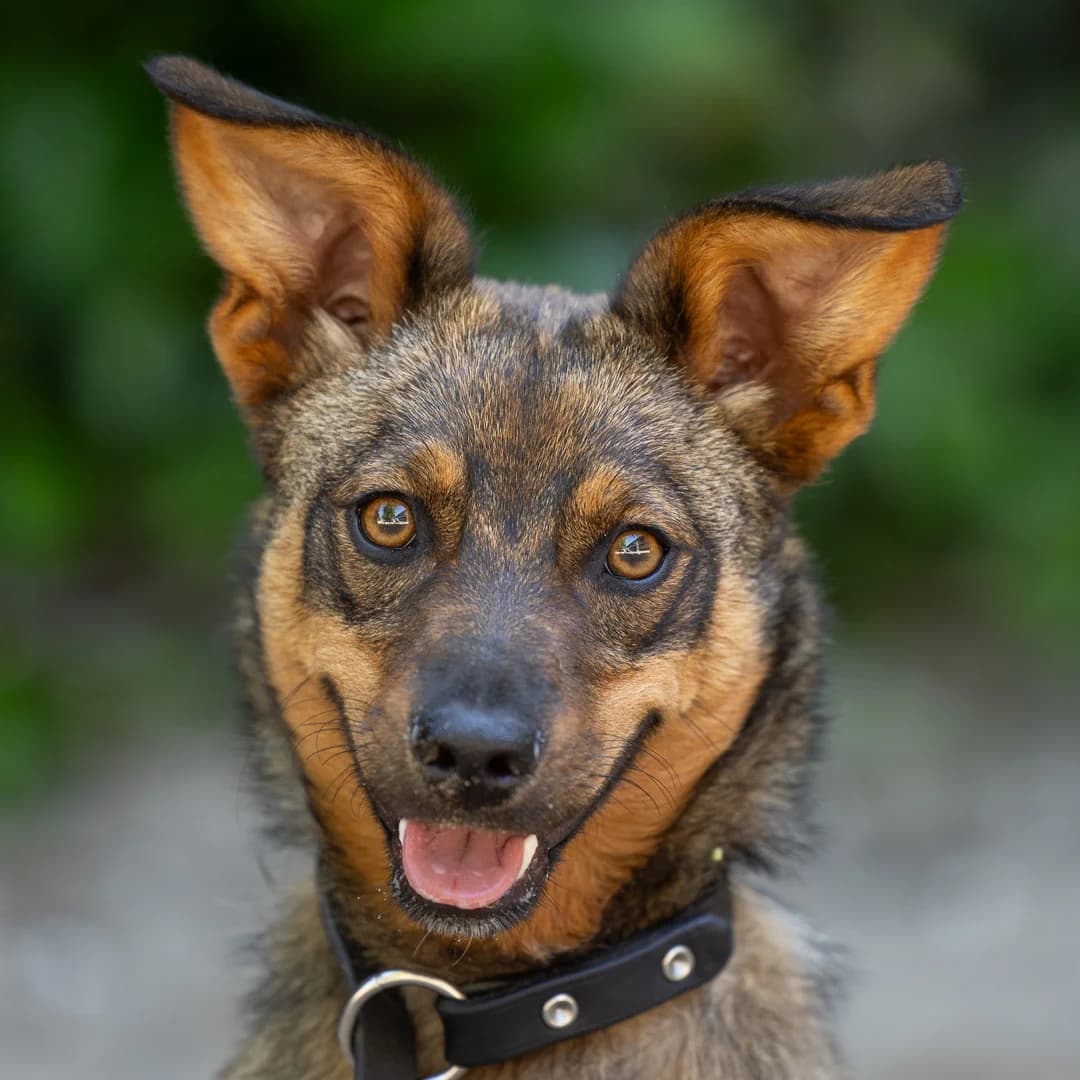 Hera, Bruin female puppy mixed breed for adoption at DOA Dierenasiel Amsterdam, Amsterdam