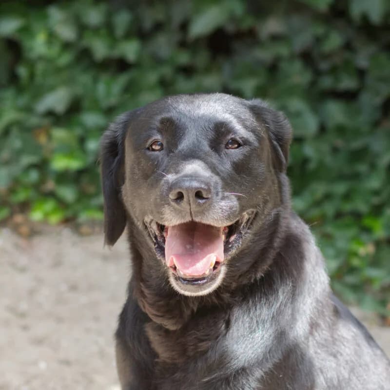Kia, Zwart female 3yo Labrador Retriever for adoption at DOA Dierenasiel Amsterdam, Amsterdam