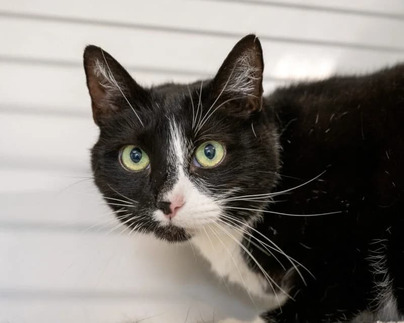 Lasrach, Zwart-wit male 6yo European Shorthair for adoption at DOA Dierenasiel Amsterdam, Amsterdam