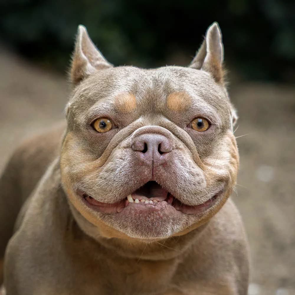 Lizzy, Bruin-beige female 4yo English Bulldog for adoption at DOA Dierenasiel Amsterdam, Amsterdam