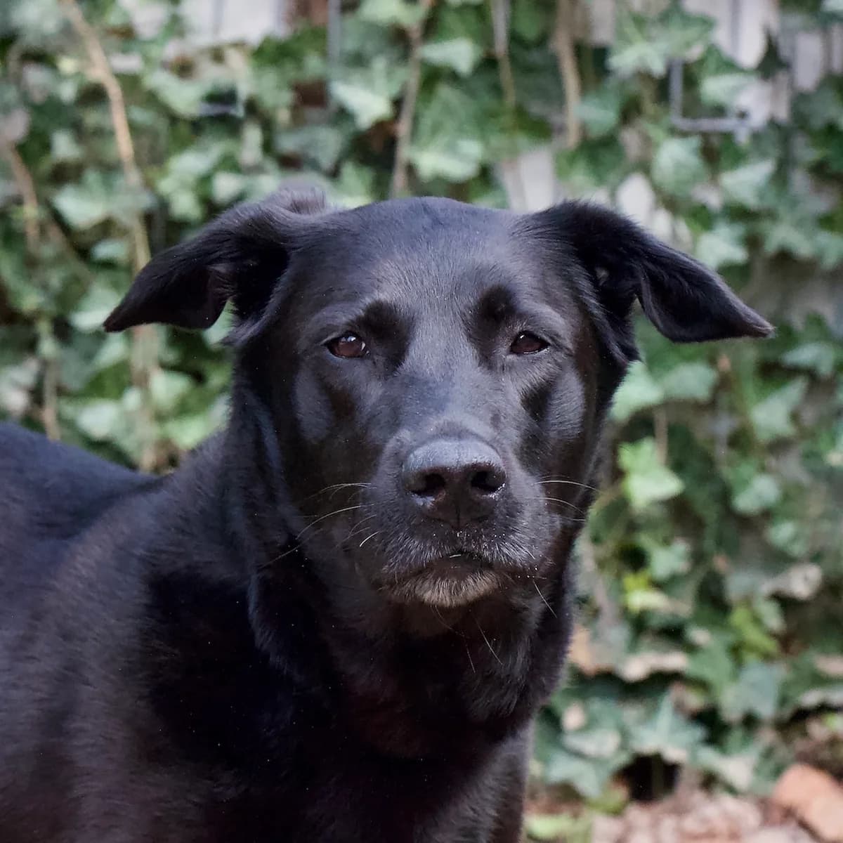 Lola, Zwart female 7yo Labrador Retriever for adoption at DOA Dierenasiel Amsterdam, Amsterdam