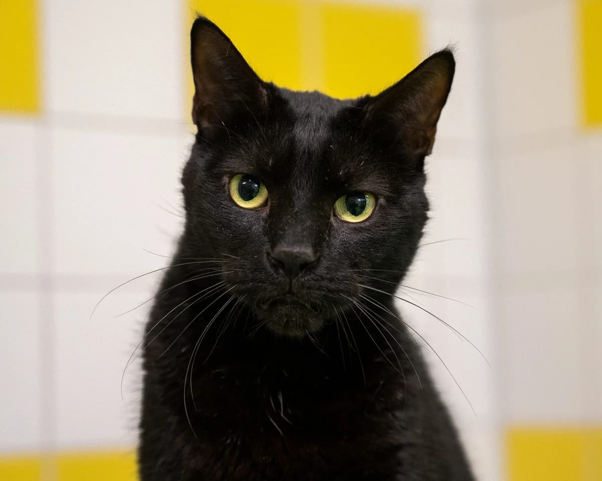 Lucky, Zwart male senior European Shorthair for adoption at DOA Dierenasiel Amsterdam, Amsterdam
