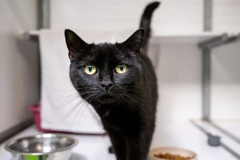 Maak kennis met Lulu, Zwart female European Shorthair for adoption at DOA Dierenasiel Amsterdam, Amsterdam