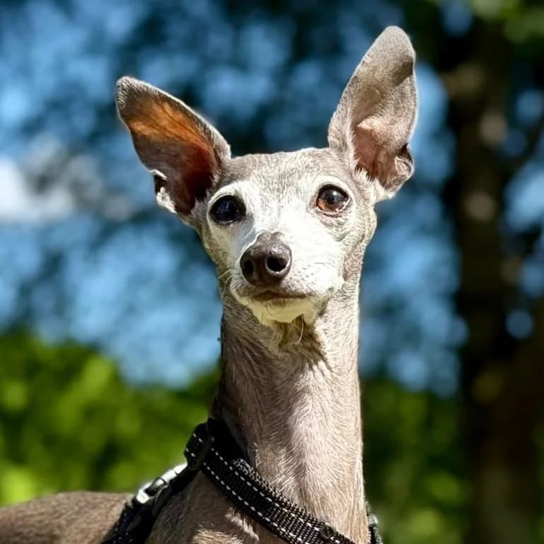 Maya, Grijs female senior mixed breed for adoption at DOA Dierenasiel Amsterdam, Amsterdam
