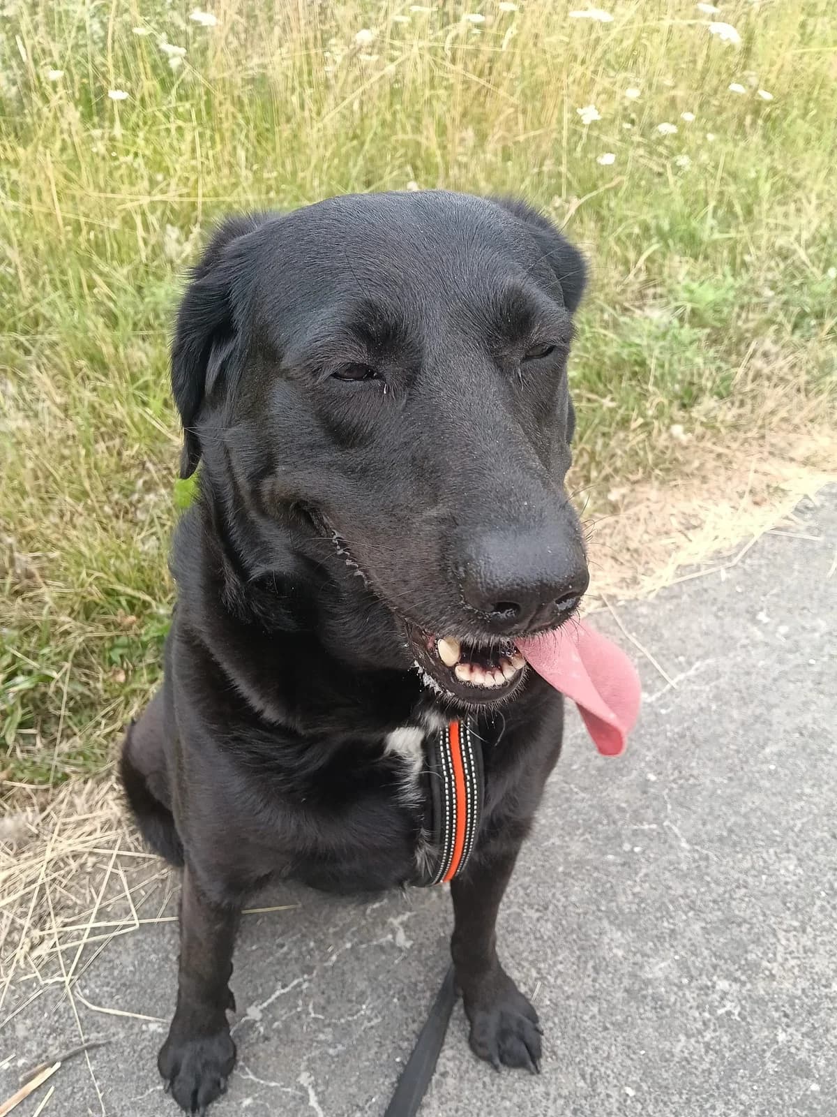 Mega Muffin, Zwart female 3yo Labrador Retriever for adoption at DOA Dierenasiel Amsterdam, Amsterdam