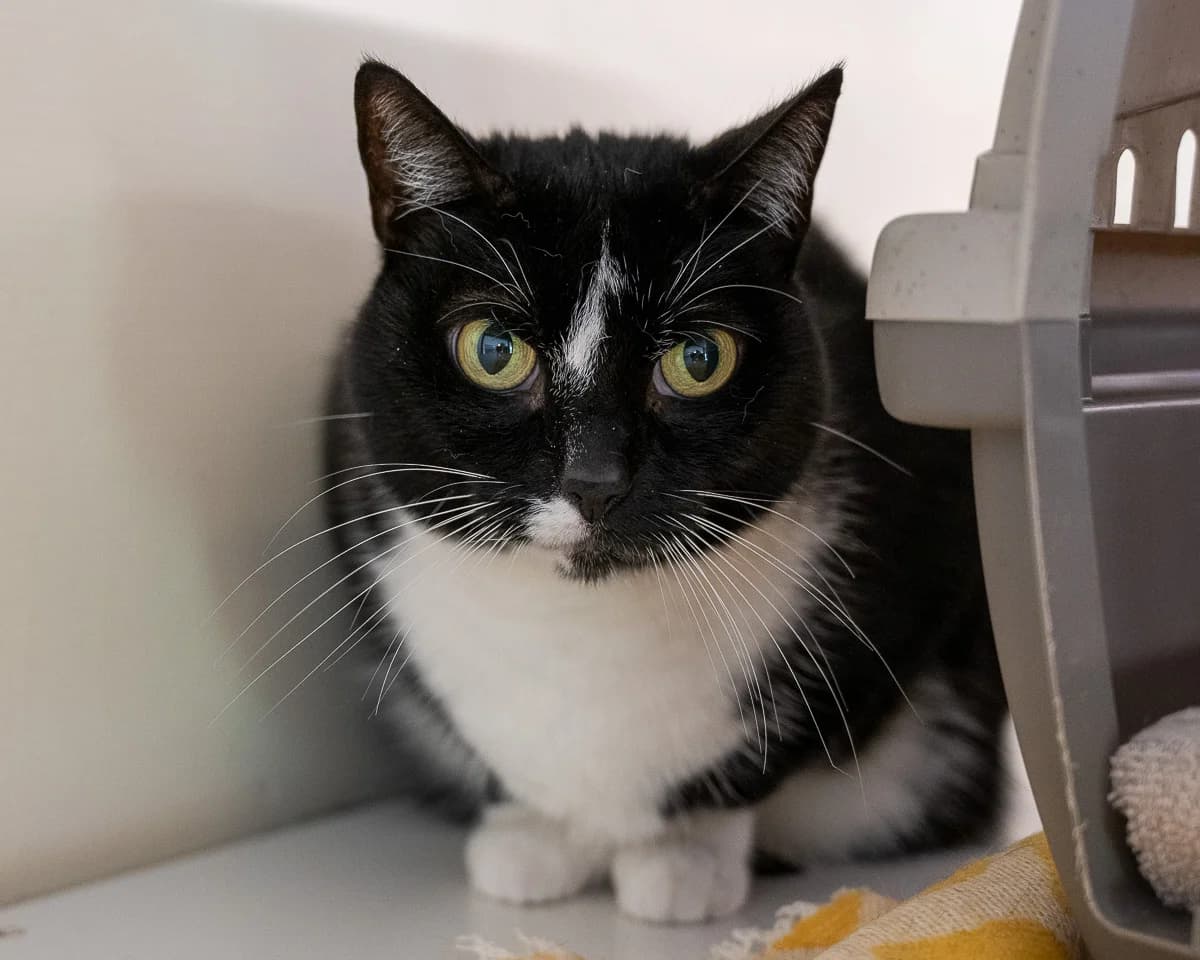 Minoes, Zwart-wit female 6yo European Shorthair for adoption at DOA Dierenasiel Amsterdam, Amsterdam