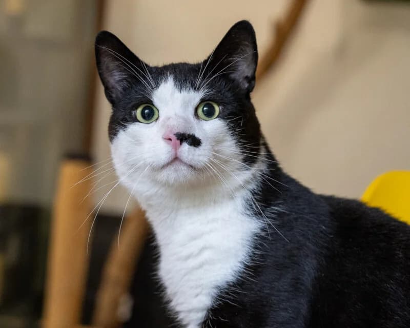 Papachico, Zwart-wit male young European Shorthair for adoption at DOA Dierenasiel Amsterdam, Amsterdam