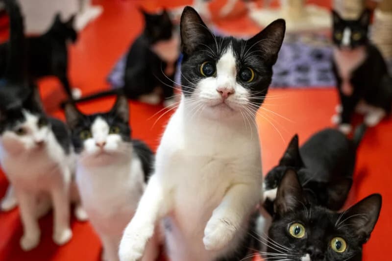 Pouncyval, Zwart-wit female European Shorthair for adoption at DOA Dierenasiel Amsterdam, Amsterdam
