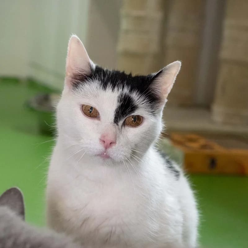 Pukky, Zwart-wit male senior European Shorthair for adoption at DOA Dierenasiel Amsterdam, Amsterdam