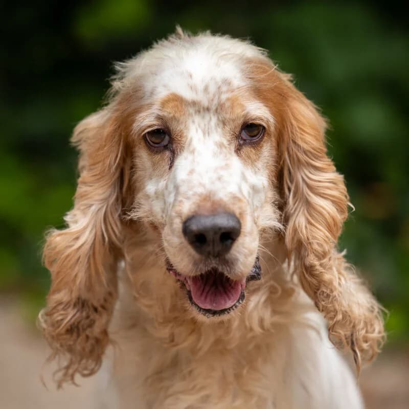Ripley – Engelse cocker spaniel ter adoptie, Bruin-wit male senior Cocker Spaniel for adoption at DOA Dierenasiel Amsterdam, Amsterdam