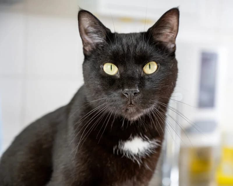 Maak kennis met Rocky, Zwart male European Shorthair for adoption at DOA Dierenasiel Amsterdam, Amsterdam