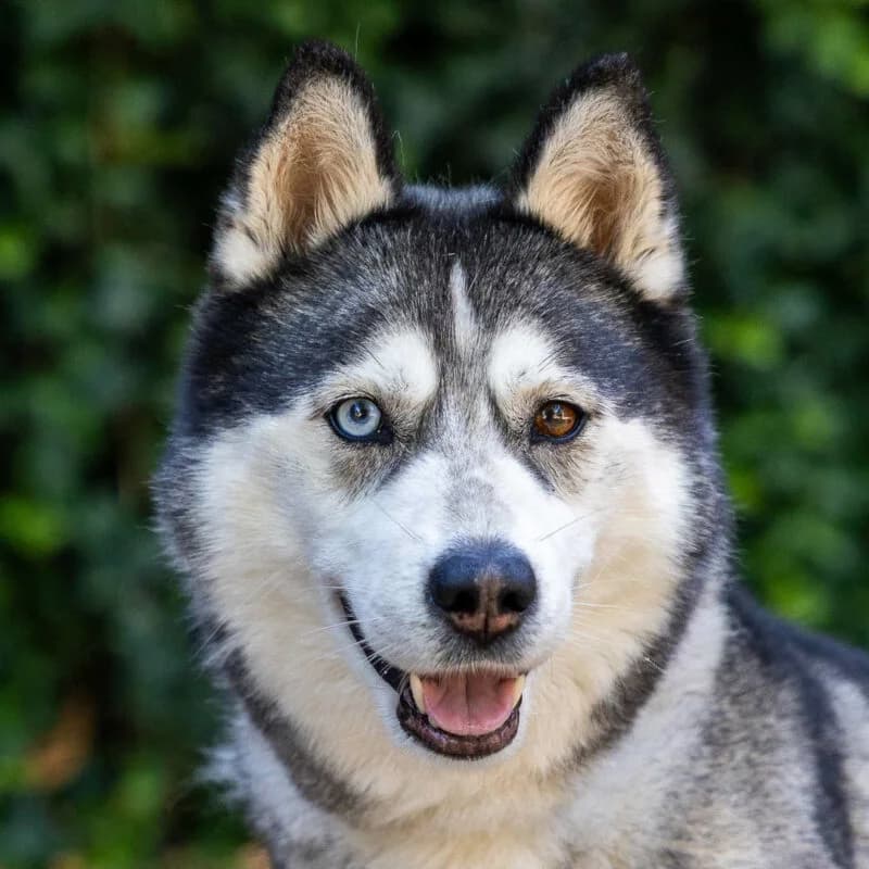 Sheva, Wit-zwart-grijs female 6yo Husky for adoption at DOA Dierenasiel Amsterdam, Amsterdam